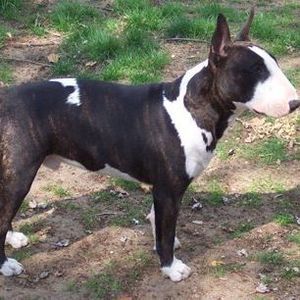 Meet your Posher, Barbara